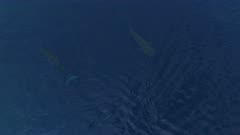 Aerial view of whale shark and sei whale in blue ocean /  Azores
