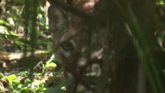 Puma peering through the foliage, looking at the camera