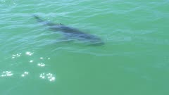 White Shark Swimming Santa Cruz California Finning Fin at Surface