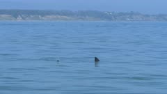 Two White Sharks Swimming Santa Cruz California Finning Fin at Surface