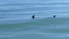 White Sharks Swimming Santa Cruz California Finning Fin at Surface