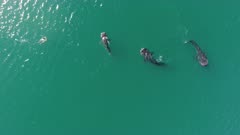 Three Whale Shark Juvenile Aerial