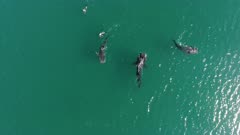 Three Whale Shark Aerial Photographers People