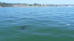 White Shark Under Surface Finning Investigating Dead Mola California 4K60