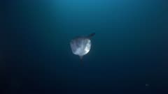 Mola Mola Ocean Sunfish Swimming Cleaned by Surfperch