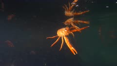 Pelagic Red Crab Tuna Crab Squat Lobster Swimming Solo Single Swarm School 4K