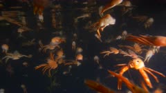 Pelagic Red Crab Tuna Crab Squat Lobster Swimming Swarm School 4K