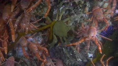 Pelagic Red Crab Tuna Crab Squat Lobster Northern Kelp Crab on Wall Swarm School 4K