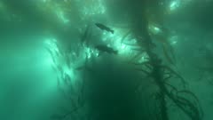 Kelp Forest Sunburst with Rockfish