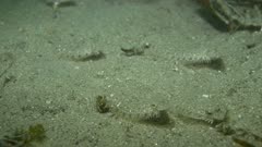 Young Flatfish Swimming Around Sand Monterey CA