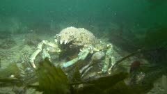 Sheep Crab Feeding Crawling on Ground Seafloor Sandy