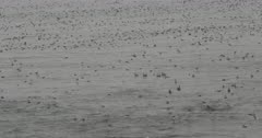 Massive Gathering of Sea Birds in California Pelicans Common Murres Western Gull Shearwaters 