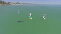 Paddle Boarder with White Shark Swimming Aerial