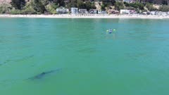 Kayaker with White Shark Swimming Aerial