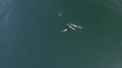 Risso's Dolphin Pod Grampus Griseus Travel Playful Aerial Monterey California USA