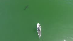 Paddle boarder with White Shark Aerial