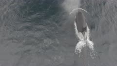 Large Male Orca Surfacing Orca Pod