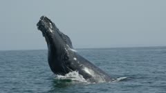 Humpback Whale head slap (lunge)