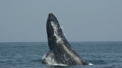 Humpback Whale head slap (lunge)