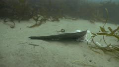 Dead Ocean Sunfish Mola Mola Fin on Seafloor
