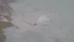 Dead Ocean Sunfish Mola Mola Fin Being Eaten on Seafloor