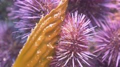 Animals Feeding on Marine Plants Stock Footage