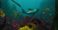Cape Fur Seal in Kelp