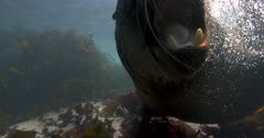Defensive Bull Cape Fur Seal