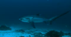 Pelagic Thresher Shark Makes Close Pass II