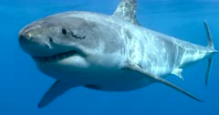 Great White Shark Approach