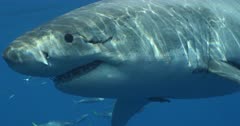 Great White Shark Makes Sharp Turn