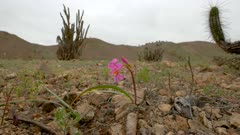 Rodhophiala Laeta, also known in Chile as pink añañuca. It is endemic of the coastal edge of the country. This video was taken this spring (September 2017) when the Atacama Desert flourished - 0166