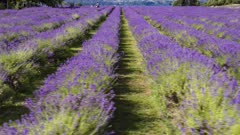 Aerial Drone - Large lavender plantations recently blooming in summer, in the city of Frutillar, southern Chile