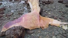 whale found dead in the southern seas of chile