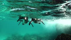 Two Galapagos Penguins underwater on the shore of a rocky reef