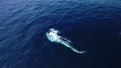 finback whale in open sea feeding on krill, surfacing, blowing