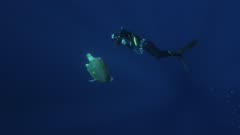 loggerhead wounded, underwater photographer