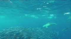 sardine, shearwater and common dolphin hunt on sardine bait ball