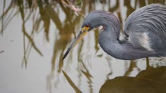 Green heron catches fish in slow motion 