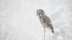 Great Gray Owl Strix Nebulosa Hunting In Blizzard Snowstorm