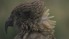 New Zealand. Tight close-up headshot of a Kea, Nestor notabilis, an alpine parrot.