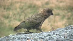 New Zealand. Close-up of a Kea, Nestor notabilis, an alpine parrot, walking among gravel and flowers.