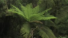 New Zealand. Rain falling on ferns in a misty jungle in Southwest New Zealand.
