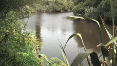 New Zealand, South Westland, Whataroa. Waitangiroto Nature Reserve. View of a river and plants along the banks.
