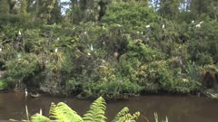 New Zealand, South Westland, Whataroa. Waitangiroto Nature Reserve. White Herons, called kotuku in Maori, sitting in small trees and bushes above muddy, still water. Also known as the Eastern Great Egret (Ardea alba modesta).