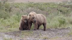 Mother Brown Bear Shakes, Shields and Reassures Cub