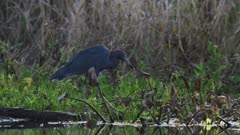 Little Blue Heron Stalks, Catches and Dunks Prey Repeatedly in Water