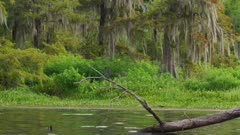 Wide Angle Tracking Shot of Green Heron Perched on Log in Swamp