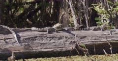 Alligator Hatchlings Rest on Log, Shuffle Positions and Yawn
