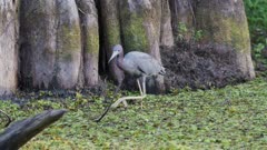 Little Blue Heron Stalks and Hunts in Cypress Swamp Shallows